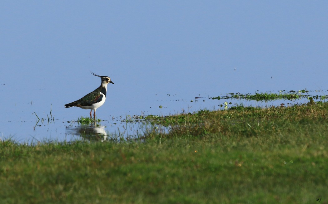 Northern Lapwing