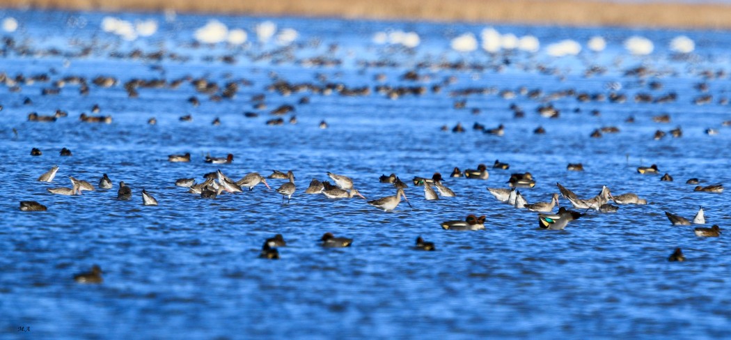 Black-tailed Godwit