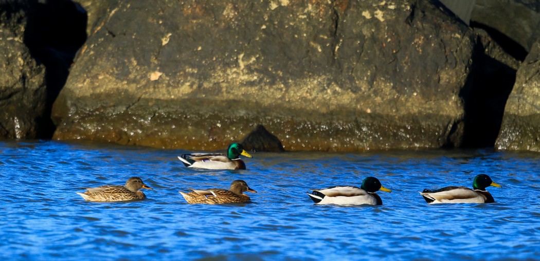 Mallard