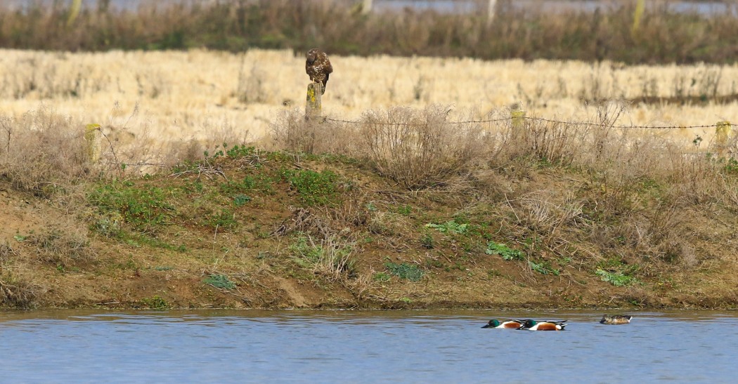 Northern Shoveler