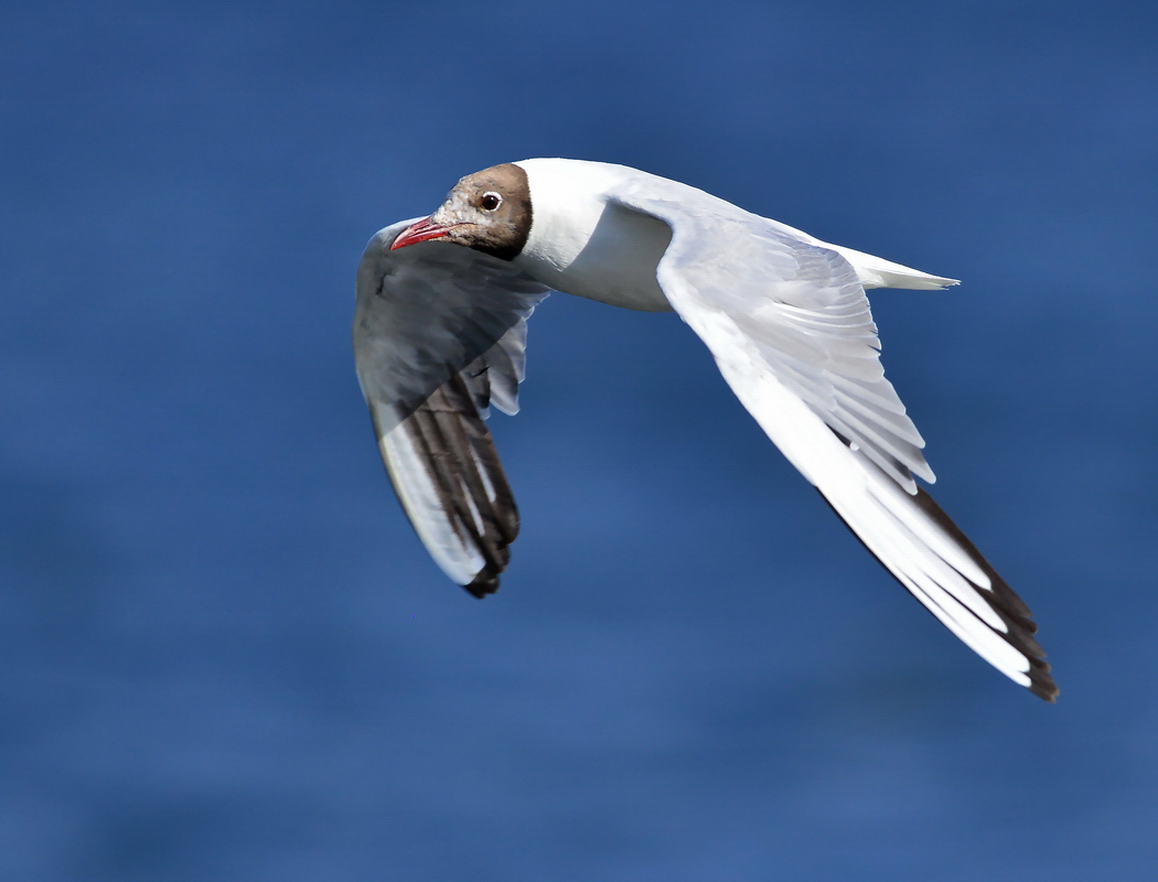 Black-headed Gull