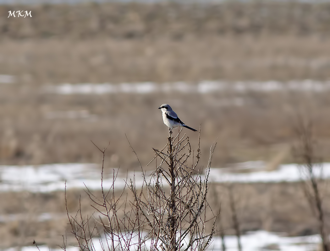 Great Grey Shrike