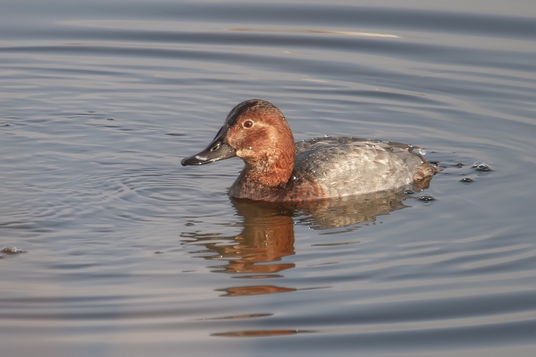 Common Pochard
