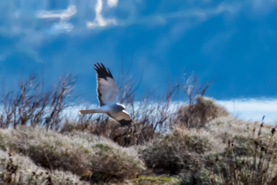 Hen Harrier