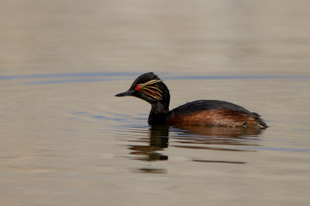 Black-necked Grebe