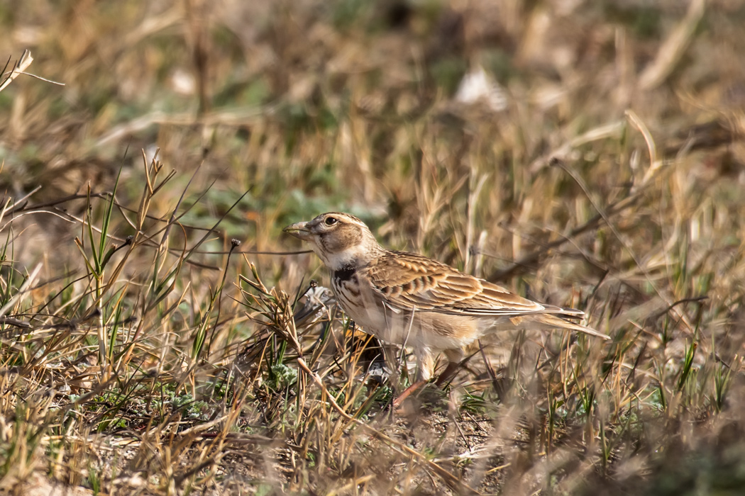 Calandra Lark