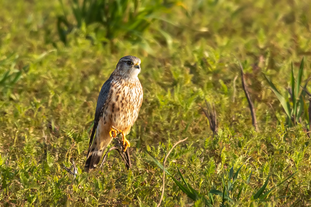 Merlin