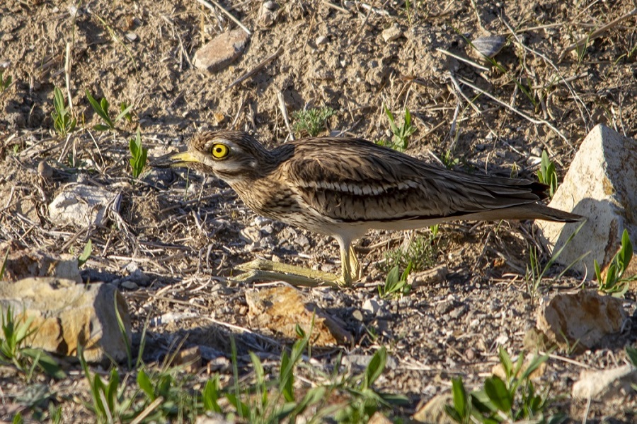 Eurasian Stone-curlew