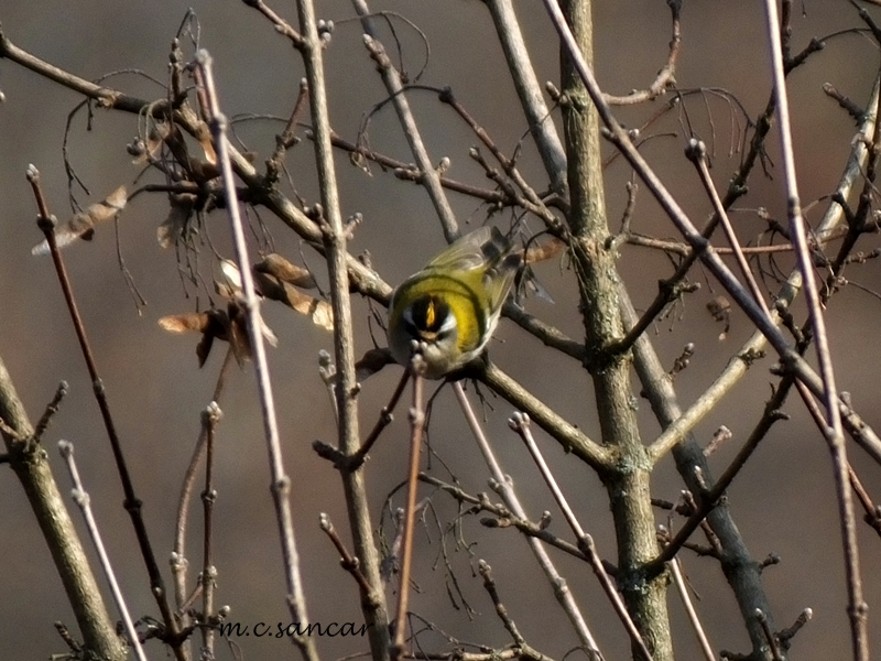 Common Firecrest
