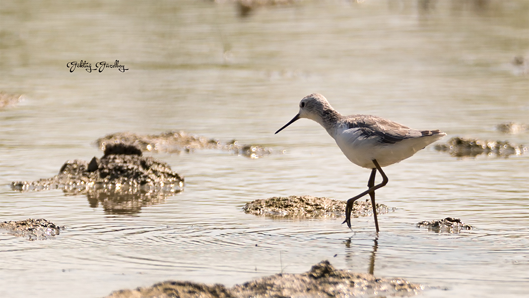 Marsh Sandpiper