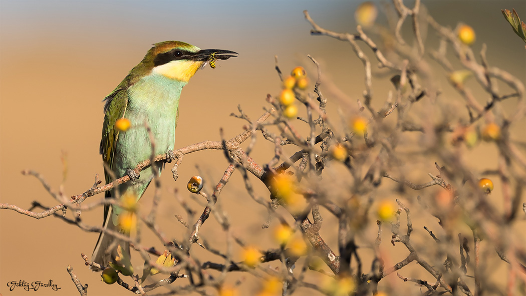 European Bee-eater