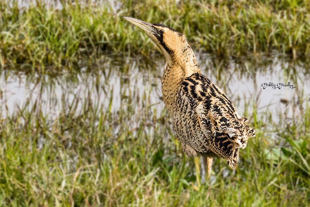 Eurasian Bittern