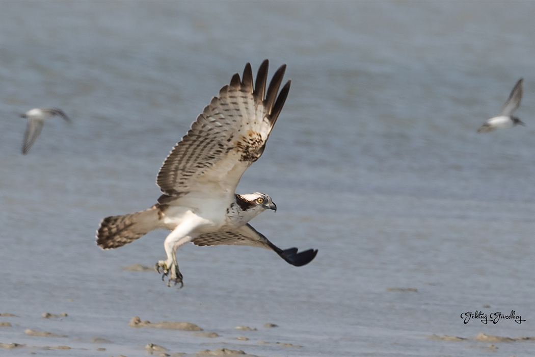 Osprey