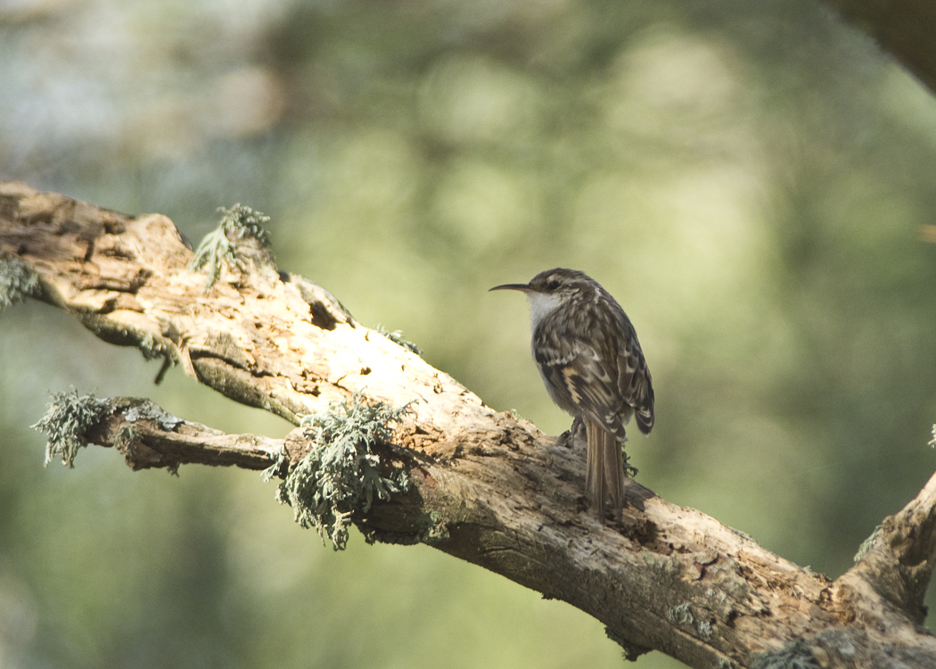 Short-toed Treecreeper