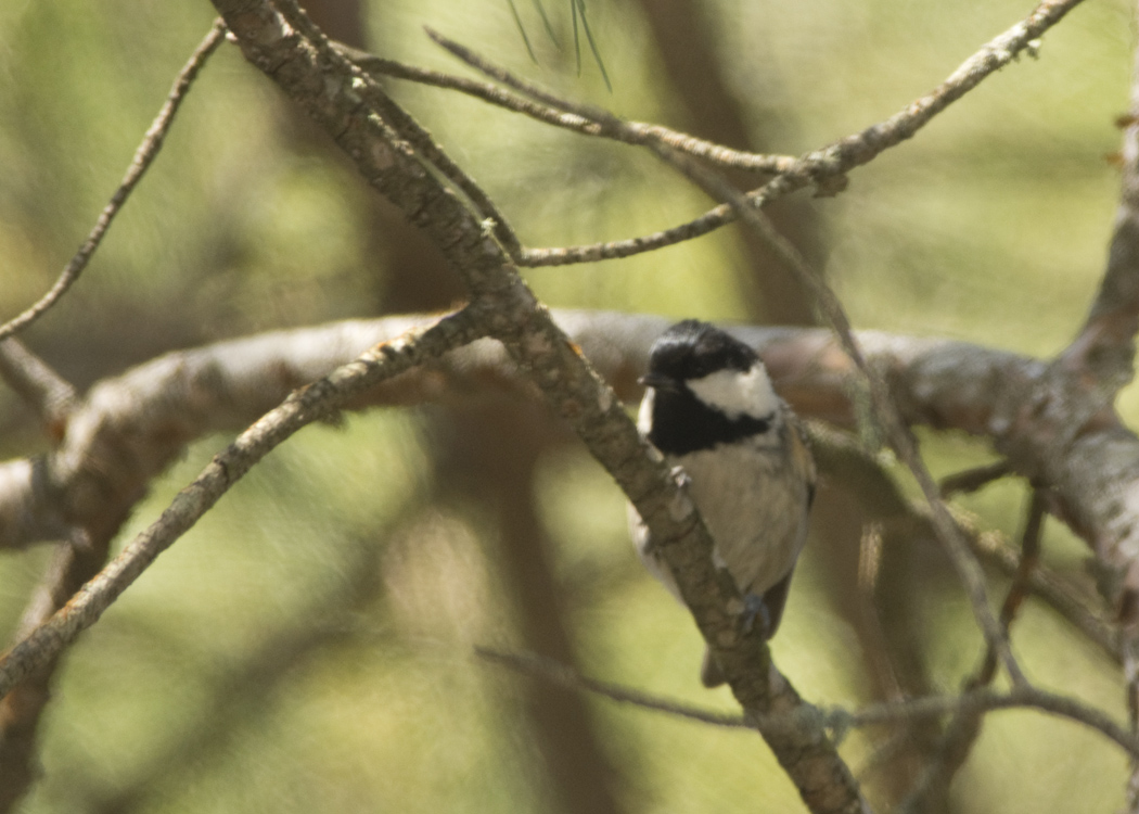 Coal Tit