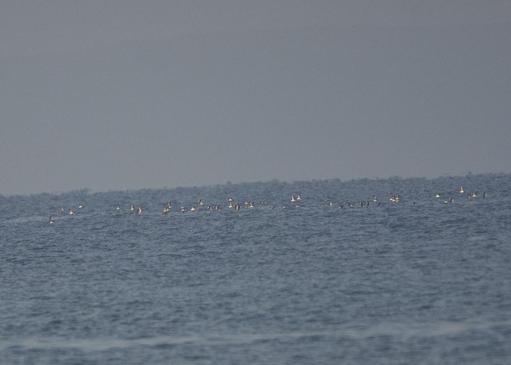 Yelkouan Shearwater