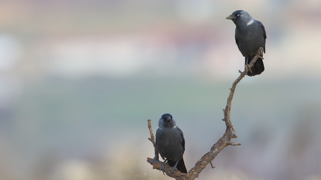 Western Jackdaw