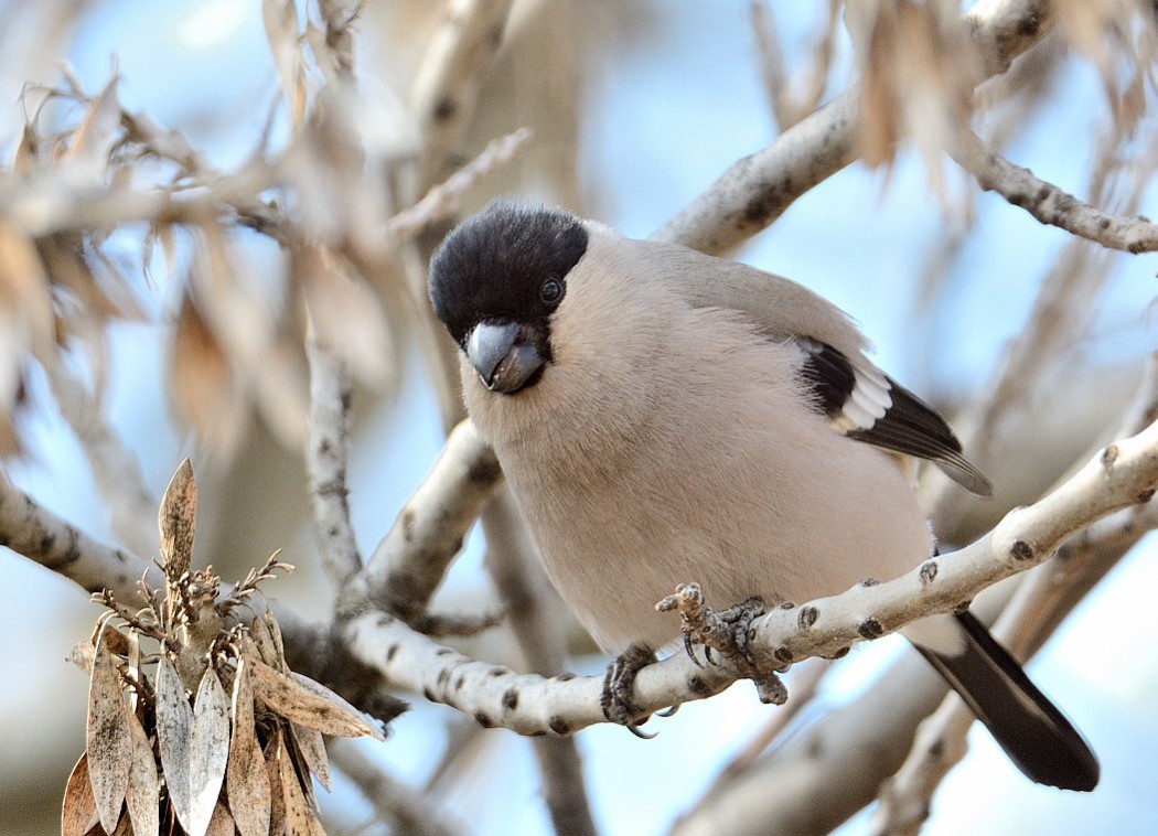 Eurasian Bullfinch