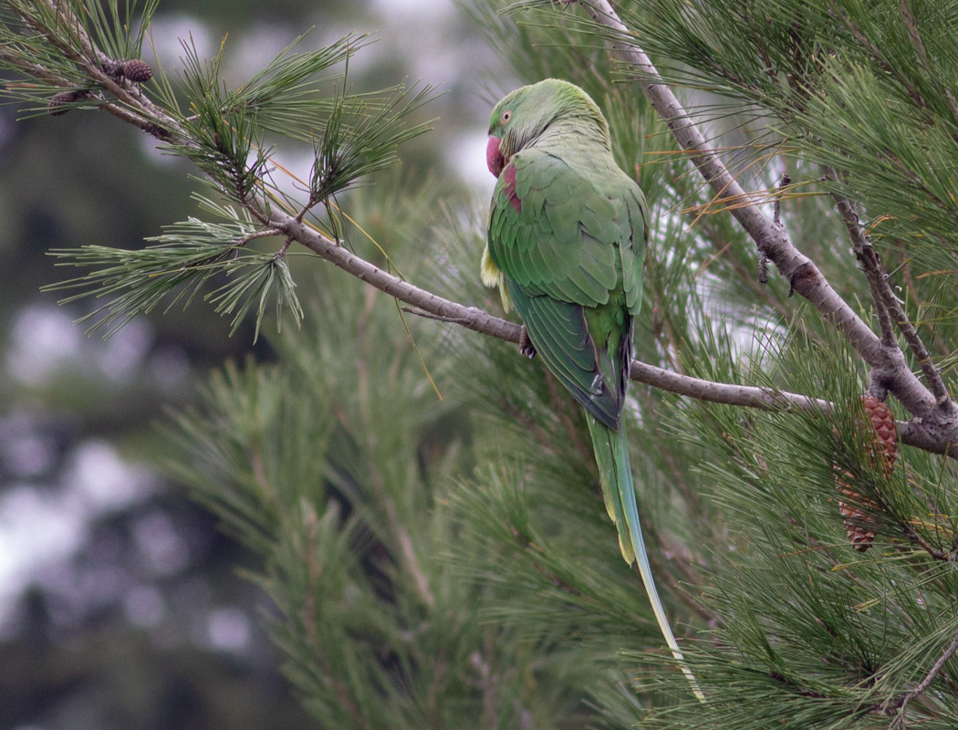 Alexandrine Parakeet