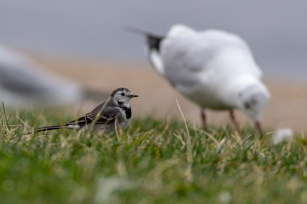 White Wagtail