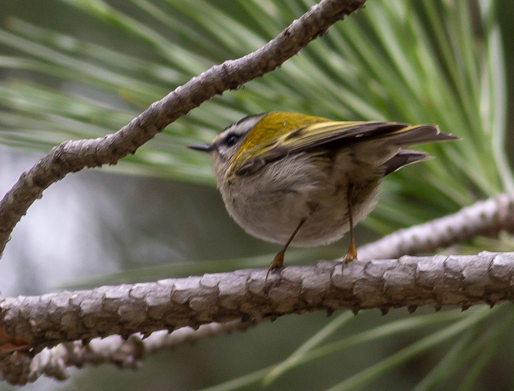 Common Firecrest