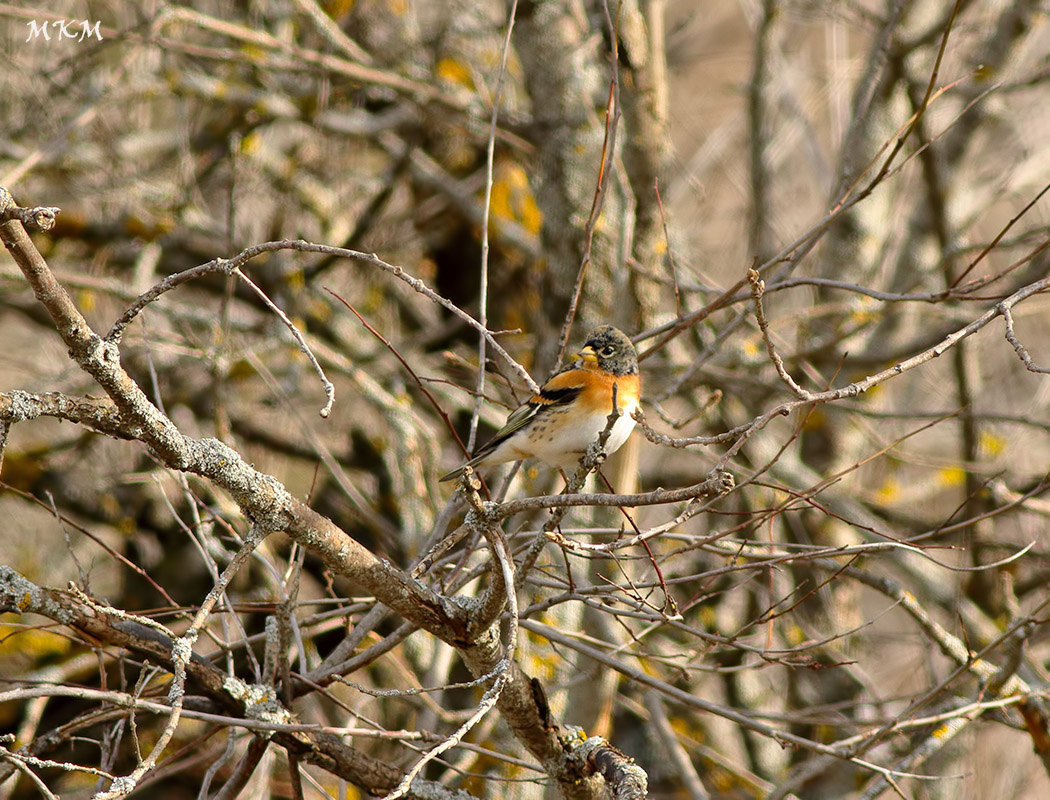 Brambling