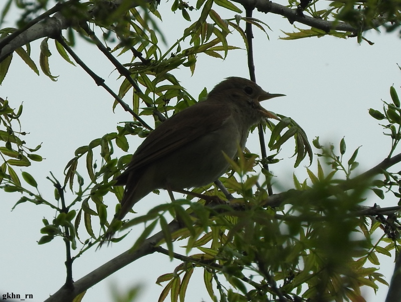 Common Nightingale