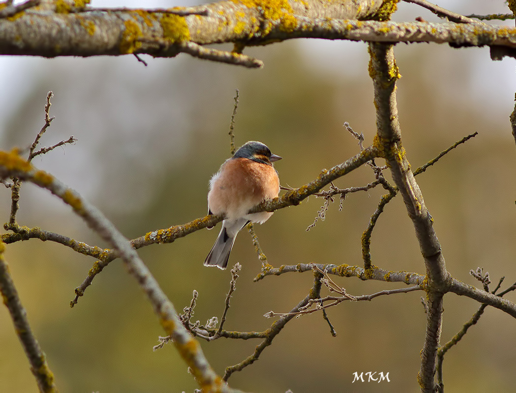 Eurasian Chaffinch