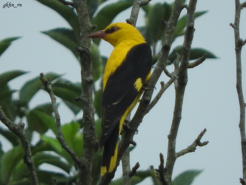 Eurasian Golden Oriole