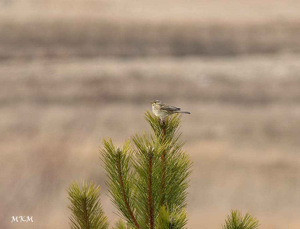 Corn Bunting