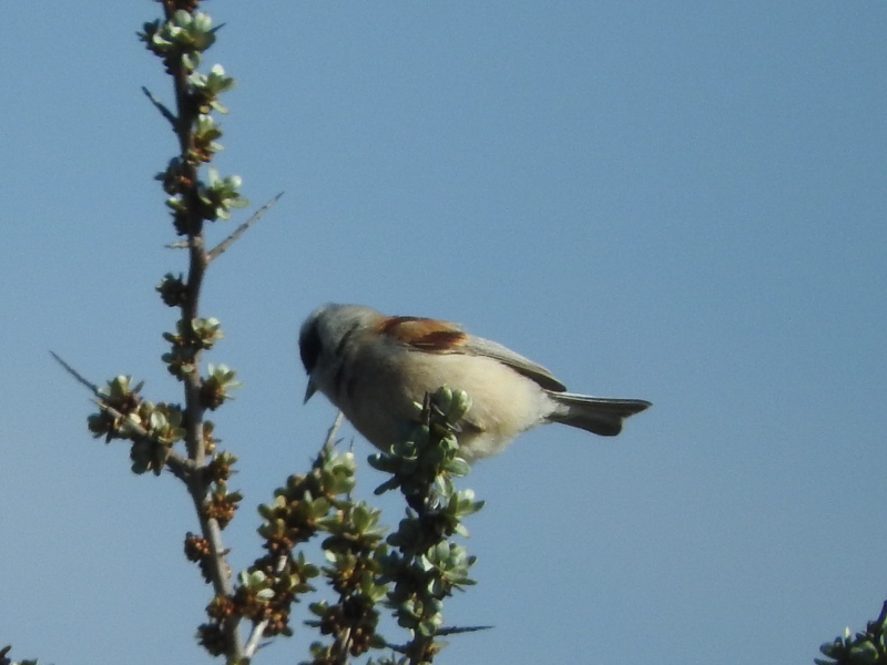 Eurasian Penduline Tit