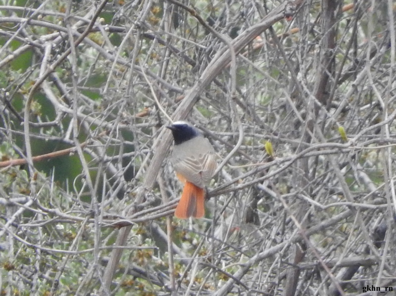 Common Redstart