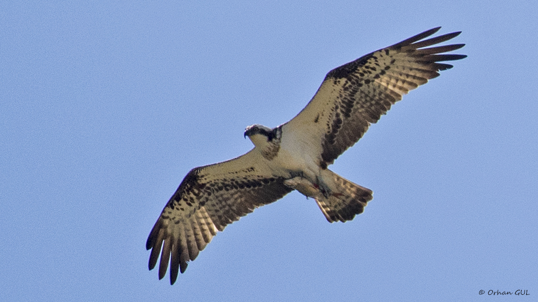 Osprey