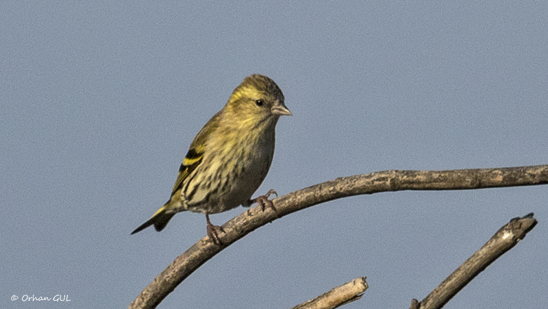 Eurasian Siskin