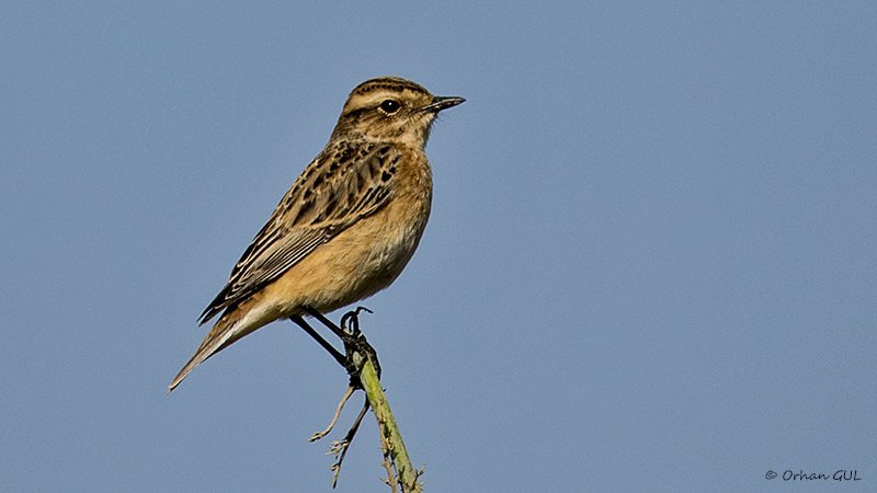 Whinchat