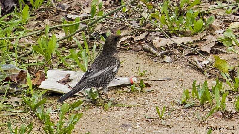 Ring Ouzel