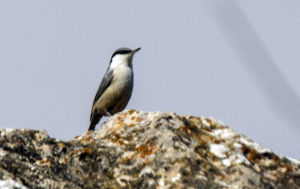Western Rock Nuthatch