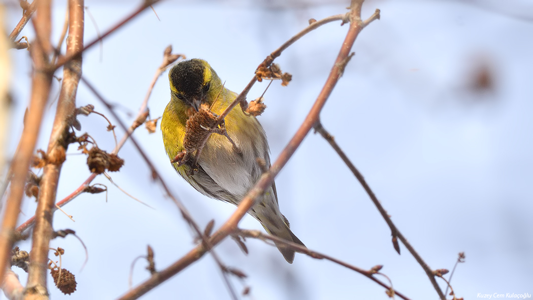 Eurasian Siskin