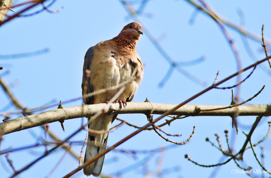 Laughing Dove