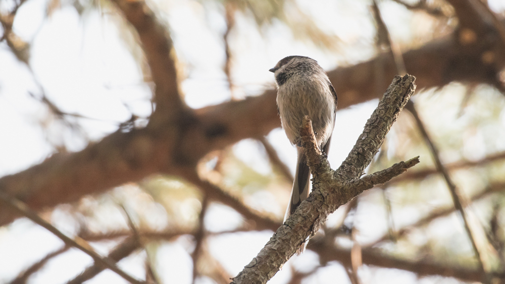 Long-tailed Tit