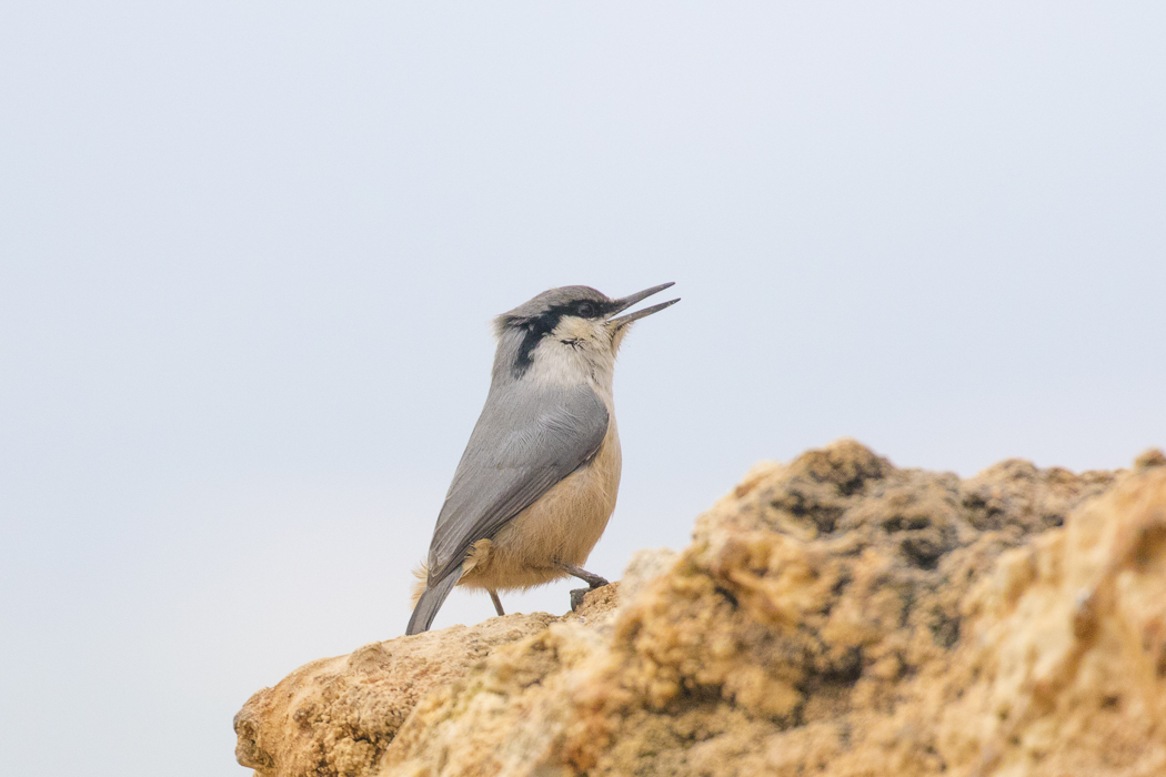 Western Rock Nuthatch