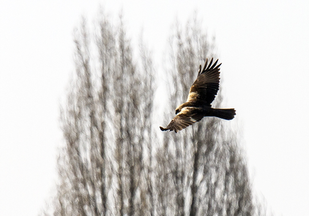 Western Marsh Harrier