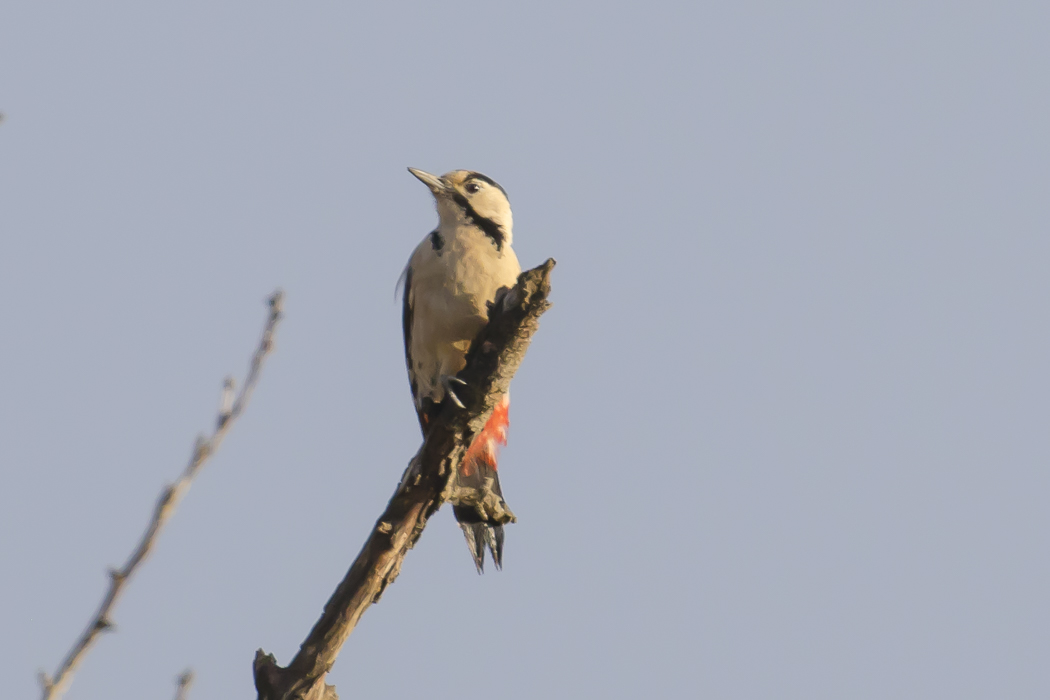 Syrian Woodpecker