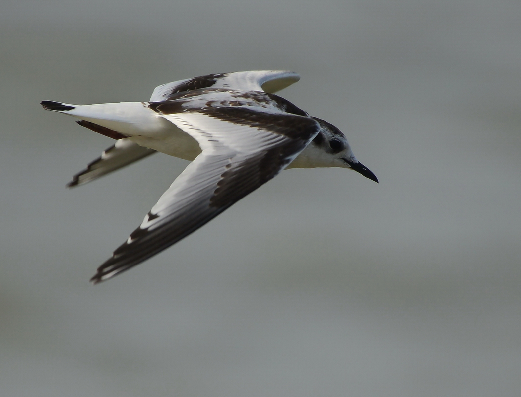 Little Gull
