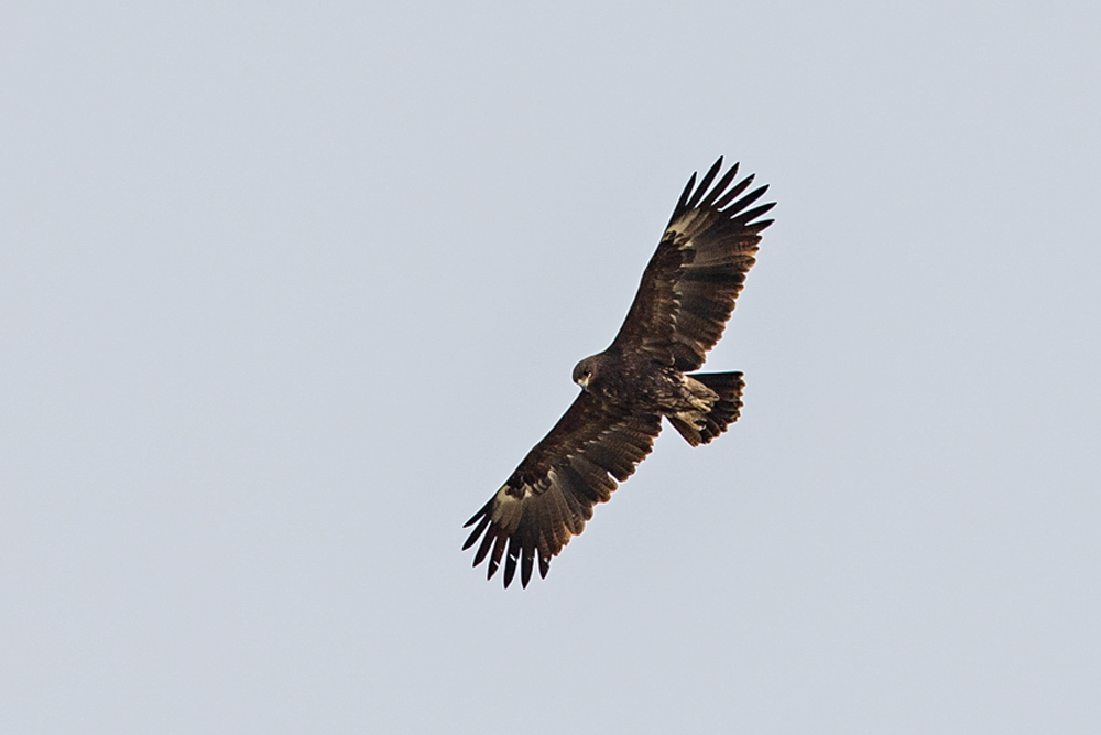 Greater Spotted Eagle
