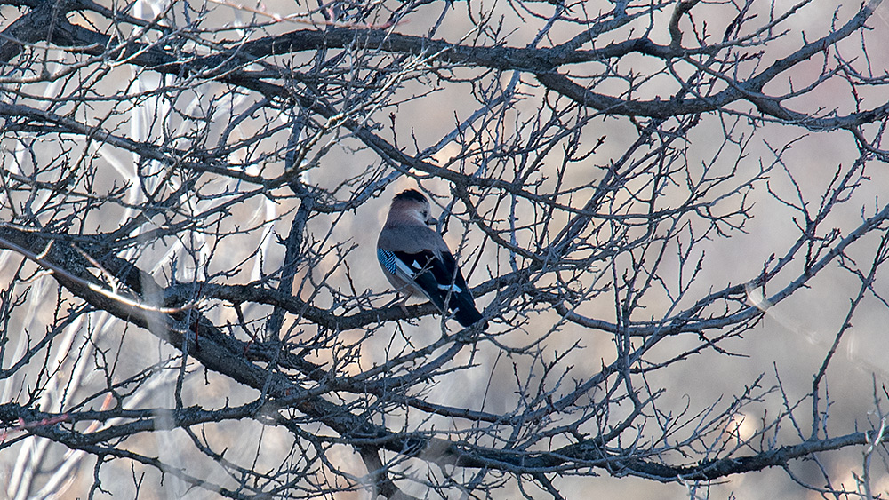 Eurasian Jay