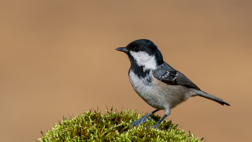 Coal Tit