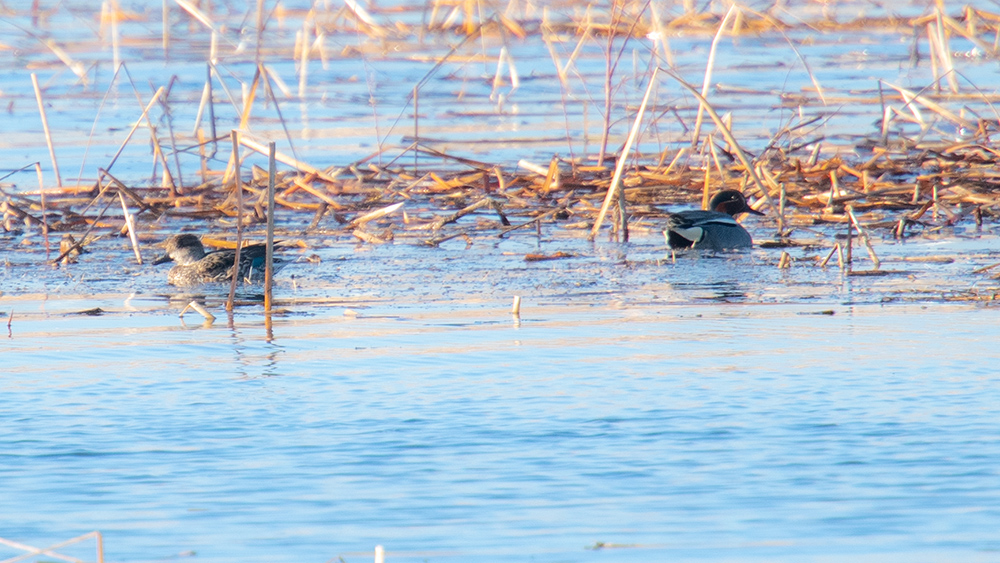 Eurasian Teal