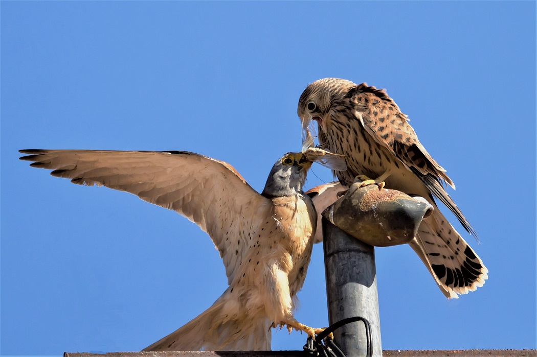 Lesser Kestrel