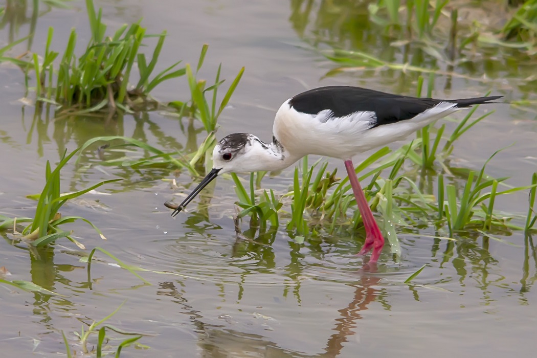 Black-winged Stilt
